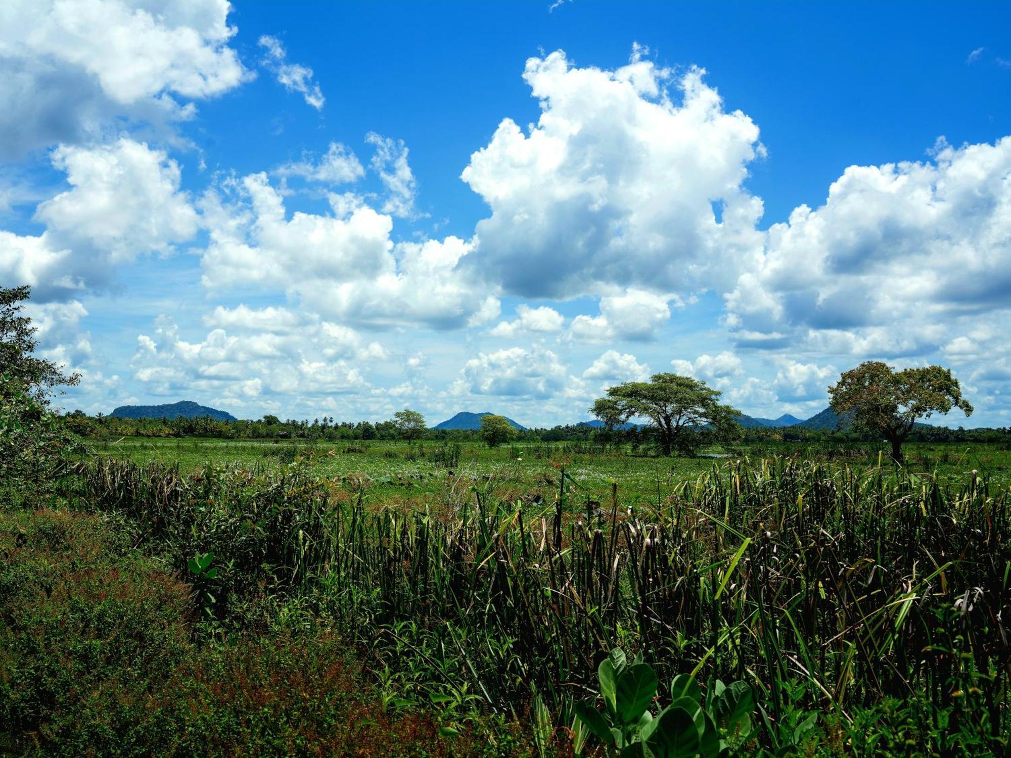 New Cormorant Lake Resort & Yala Safari Place Tissamaharama Exterior foto